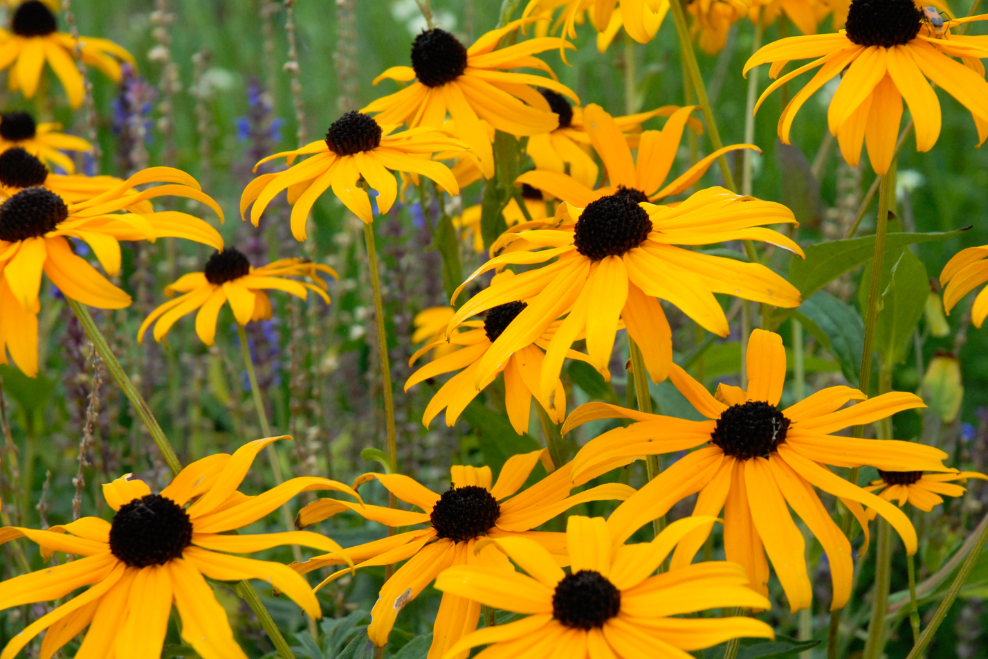 Goldsturm Black-eyed Susan